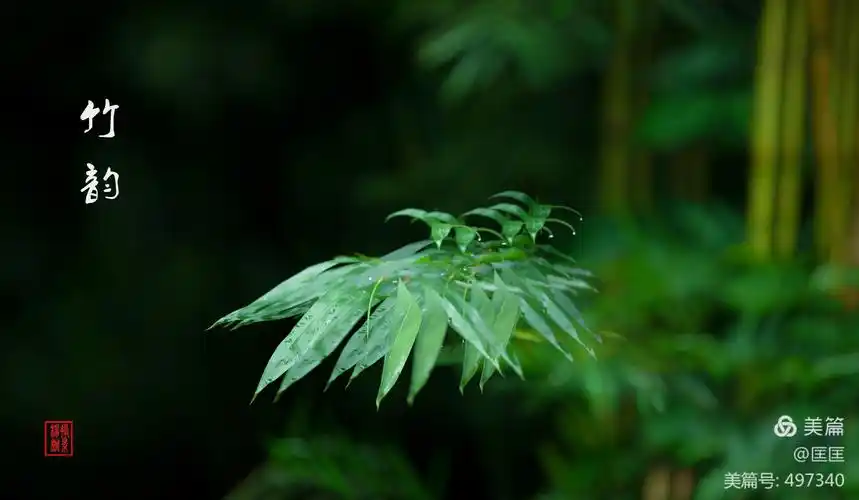 竹林舞影 - 美篇