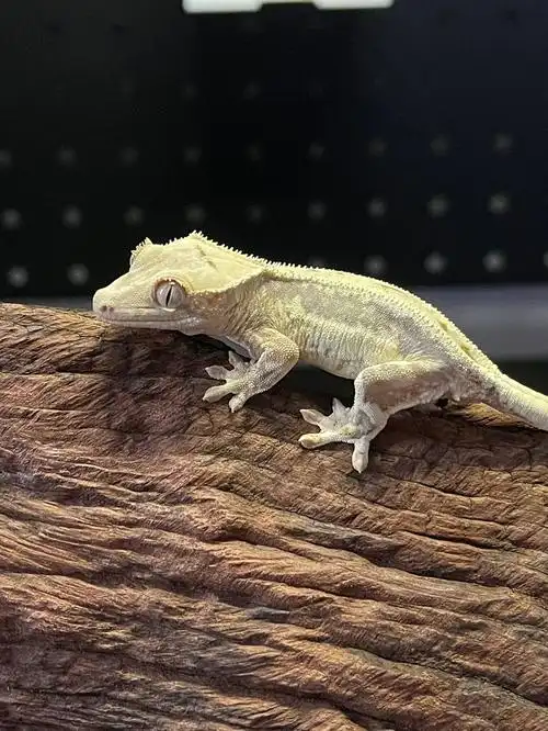 睫角守宫  #睫角 #睫角莉莉白  #莉莉白