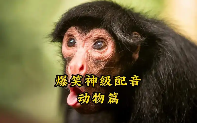 【爆笑】爆笑神级配音(动物篇)