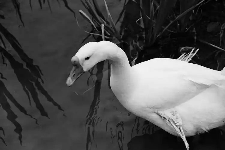 黑白 冷淡风 摄影壁纸 风景