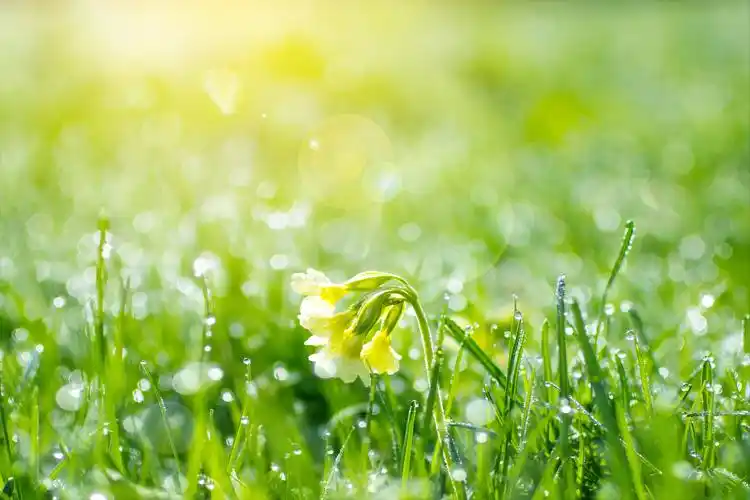 旖旎春光的句子春天繁花盛开的优美句子