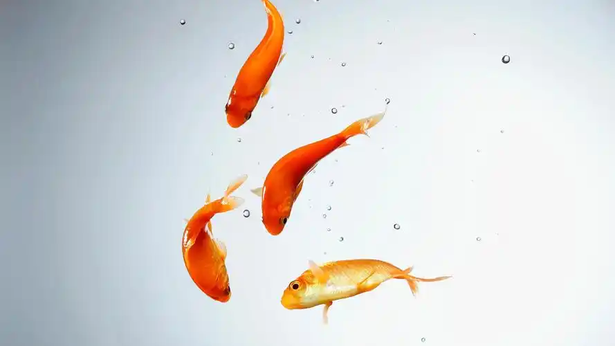 壁纸 水族馆,金鱼,水,气泡 1920x1080 full hd 2k 高清壁纸, 图片