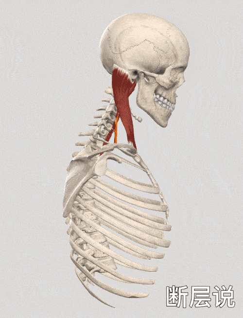 一文读懂斜角肌总有你不知道的好东西
