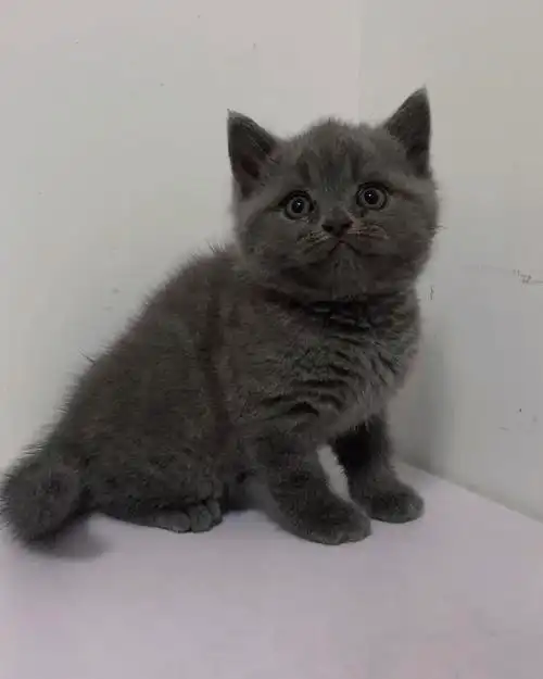 自家养的英短小猫咪找新家