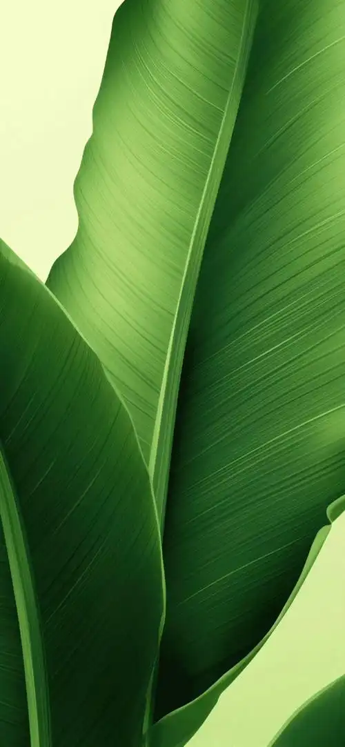 背景 壁纸 绿色 绿叶 树叶 植物 桌面 540_1170 竖版 竖屏 手机