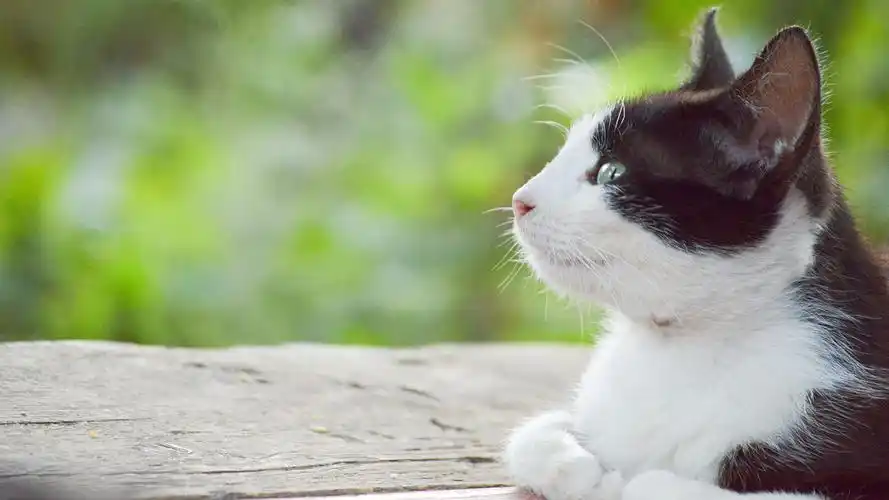 可爱猫咪电脑高清桌面壁纸图片高清大图预览1920x1080_动物壁纸下载