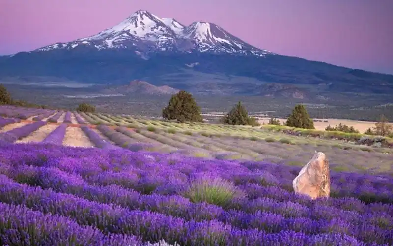 好看的薰衣草电脑桌面壁纸高清下载(17)