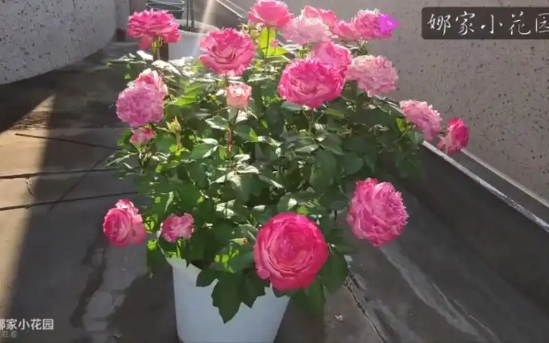 娜家小花园 株型矮小紧凑,丰花勤花的月季品种汇总