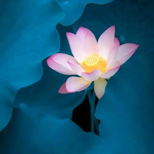 佛系唯美头像图片