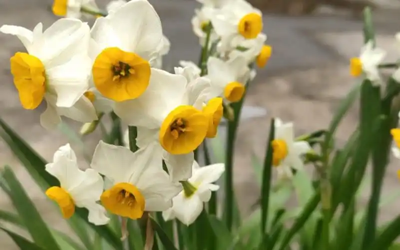 金盏银台/narcissus tazetta var. chinensis_哔哩哔哩_bilibili