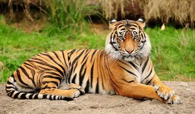 老虎如果从地球消失,会带来什么后果?新疆虎的教训不能忘