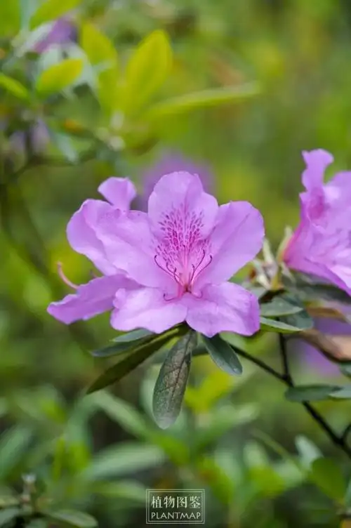 毛杜鹃|城市里的锦绣画卷