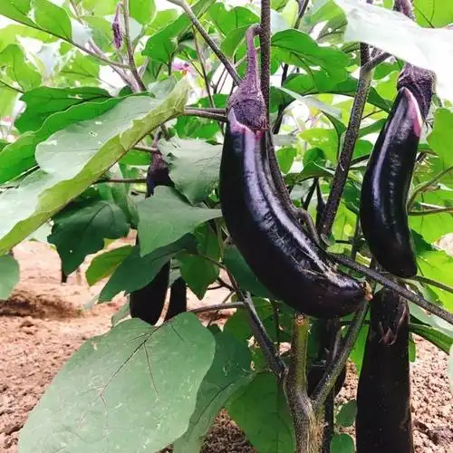 在茄子种植的过程中要做好病虫害防治以此来提高农作物的产量
