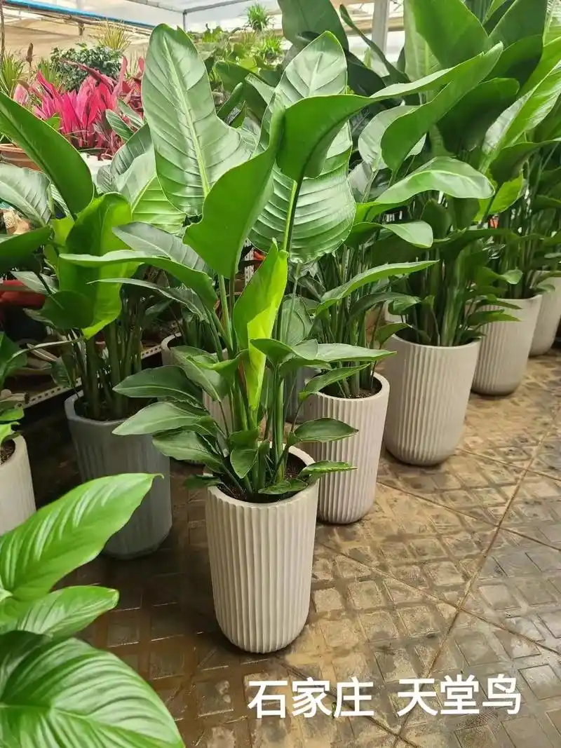 北欧风网红植物～天堂鸟天堂鸟的叶片硕大, - 抖音