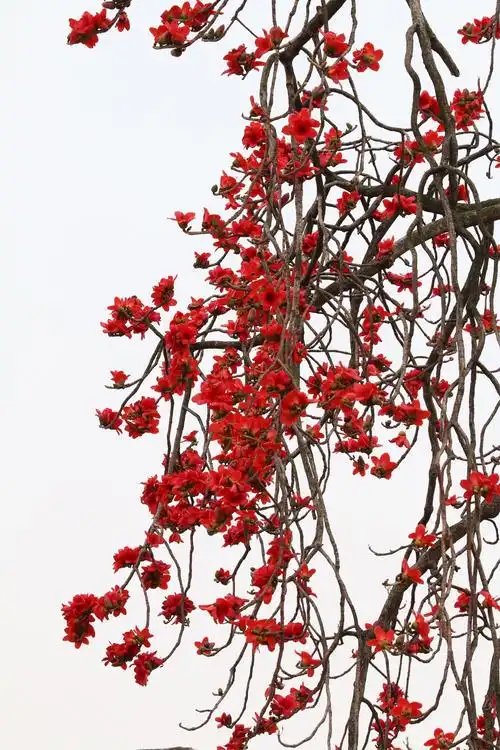 早春三月,是南国春暖花开的季节,新会红卫村200多年的古树木棉树开满