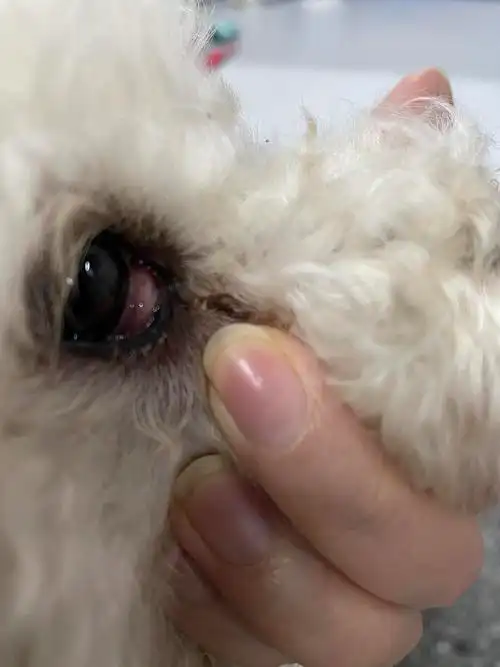 狗子右眼下眼睑内有红色肉包麻烦大家看看