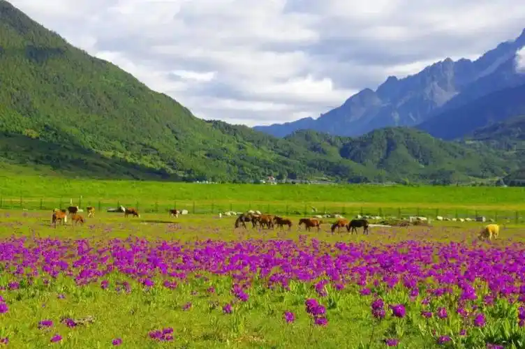 夏日,丽江文海美如画_草甸_牛羊_游人