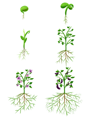 手绘植物生长过程发芽开花商用茄子根部