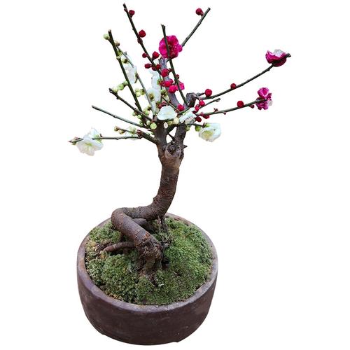 原生绿梅金钱绿萼浓香型梅花红梅腊梅龙游梅南北方植物耐寒耐旱