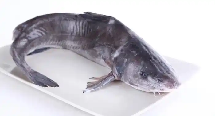 楚炫堂长江三峡生态肥鱼(三年生超速冻鮰鱼)900g-1kg