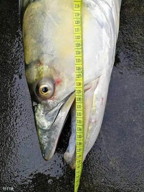 这种鱼学名鱤鱼,因其黄头黄尾,体型梭尖,游动迅速如离弦之箭,又被称为