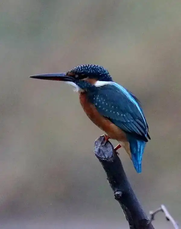 焦作大沙河野生鸟类探察《普通翠鸟》普通翠鸟是翠鸟属中型水鸟, - 抖