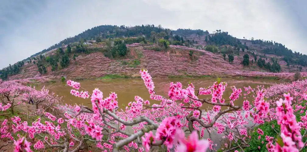 龙泉山上桃花开