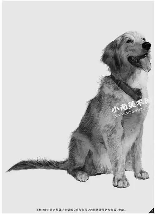 金毛犬的素描画法步骤图示04