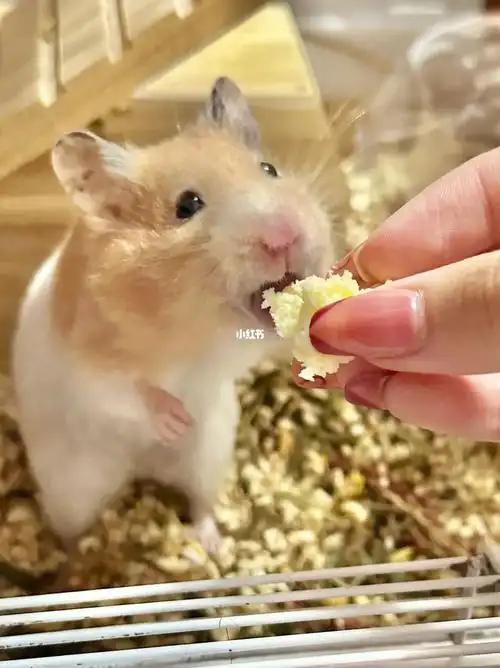 姨姨们左滑喂熊崽吃奶酪87