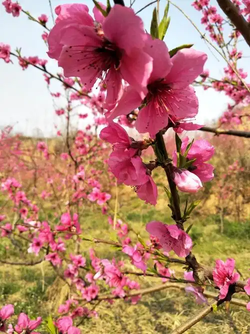 春风十里桃花红