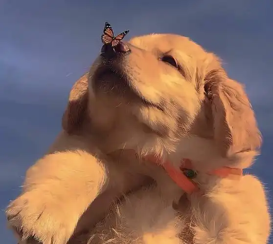 又傻又高级的头像,适合搞怪的你!