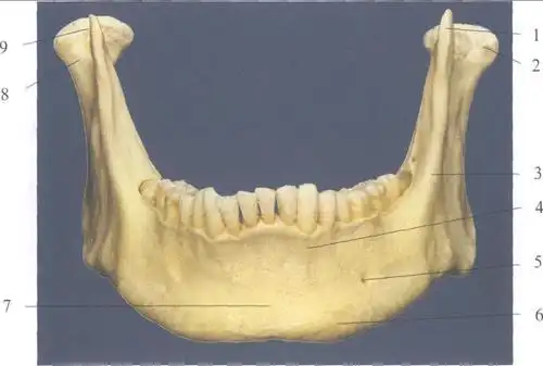 (图) 下颌骨前面观-口腔颌面及颈部临床解剖学-医学