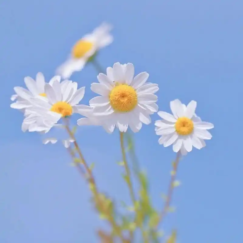 治愈系头像 头像