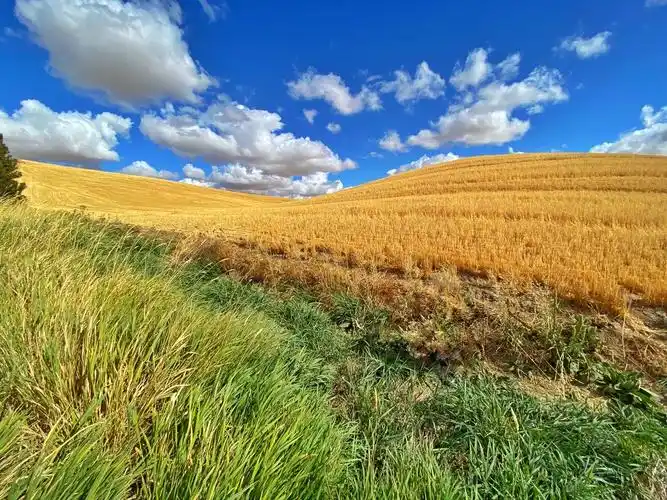 麦子成熟了,金灿灿的麦田,那一串串饱满充实的麦穗,承载着的,是农人