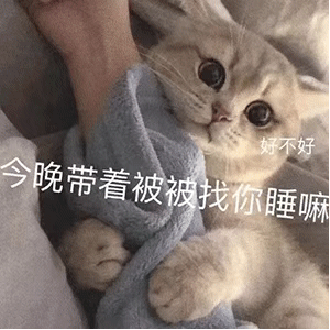 好不好晚带着被被找你睡嘛(猫咪表情包)_猫咪_晚带_好不好表情
