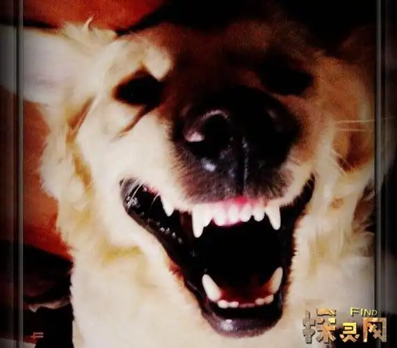 笑脸狗恐怖原图看过原图的人全部都疯了胆小勿入2