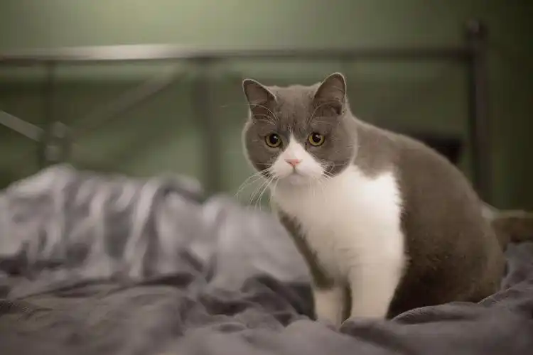 四个月的黑白英短总感觉脸不够包子!是因为还没发腮吗?