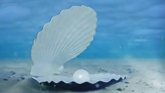 海底贝壳.美丽的珍珠,昂贵的珠宝.海底沙质海床上的牡蛎和珍珠.