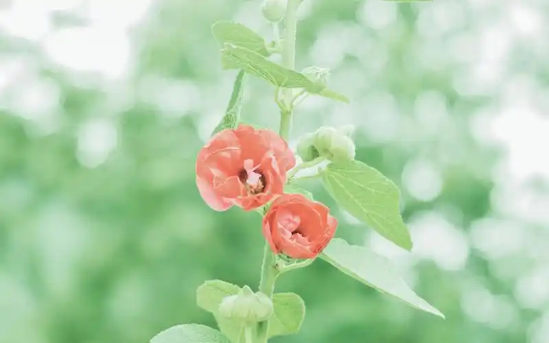 电脑壁纸 风景 遇见,小清新