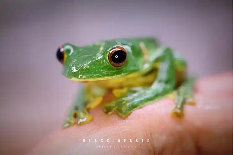 黑蹼树蛙