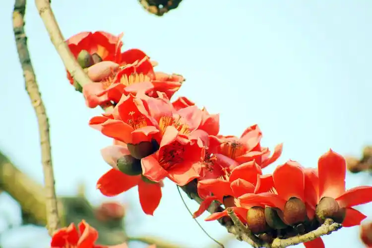火红的木棉