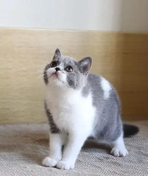 小猫现已3个月,主人爱好养纯种英短和做手工,此小猫为主人家庭繁育