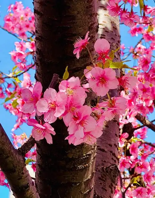 樱花盛开的春天,图片大全,高清,图库-回车桌面