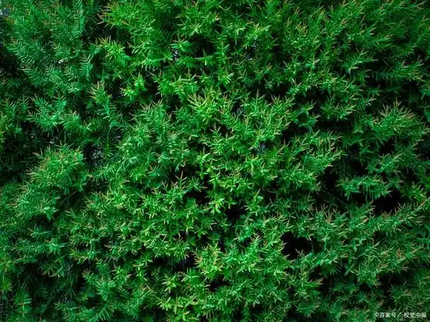 深绿色是一种非常鲜明而深沉的颜色,搭配其他颜色可以