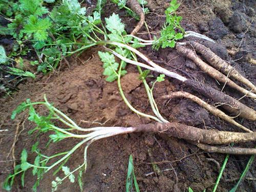 当归西藏林芝实体发货纯野野生产地地直100g当归