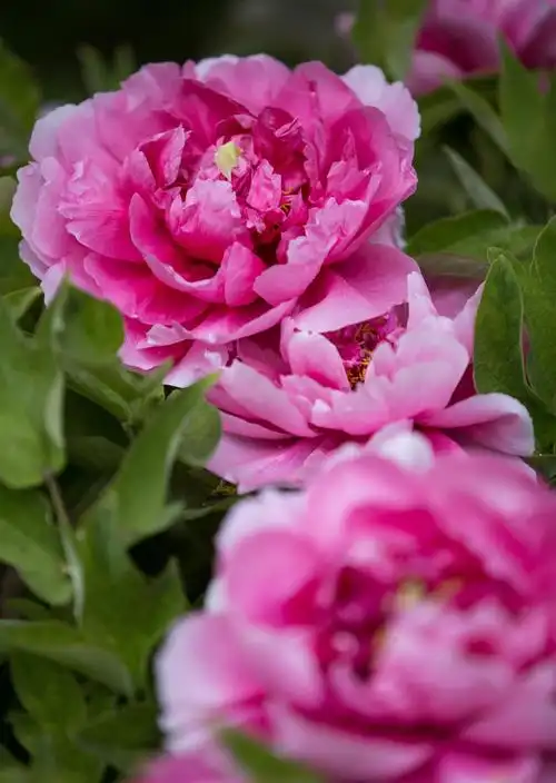 姹紫嫣红的牡丹花