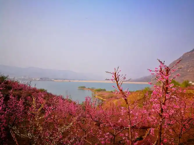 在那桃花盛开的地方