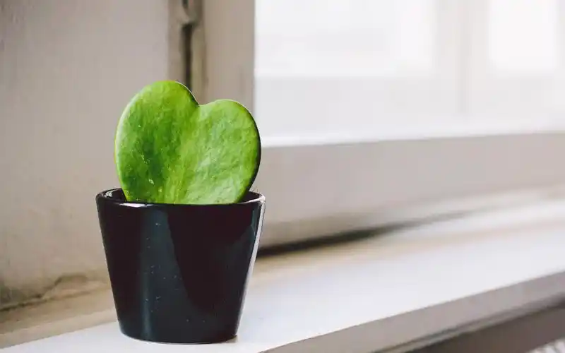 室内小清新植物风景桌面壁纸