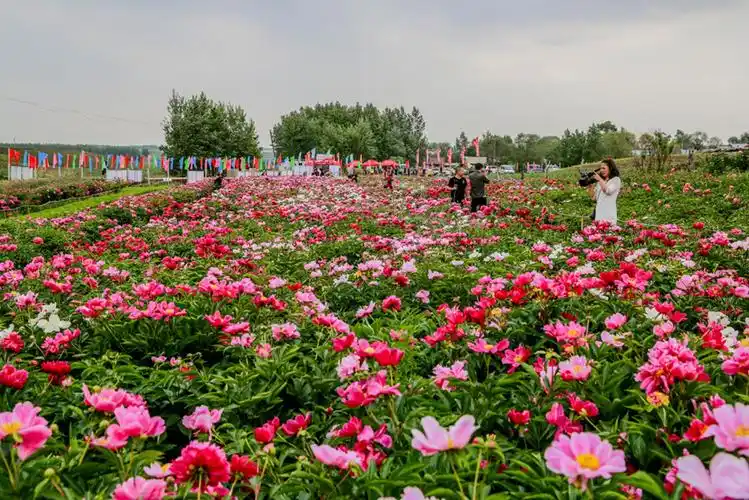 毛家芍药园寒地芍药赏花会