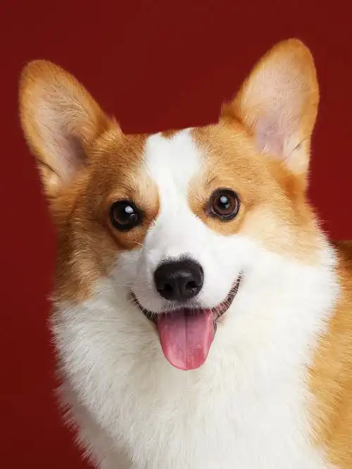 可可爱爱小柯基